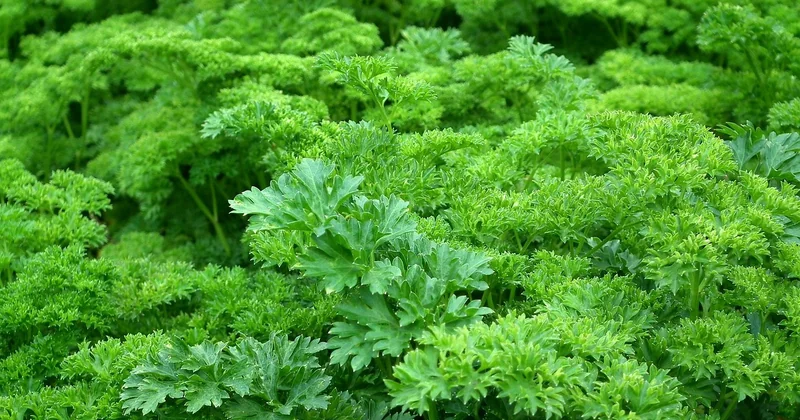 Quel carré potager choisir pour un balcon ?