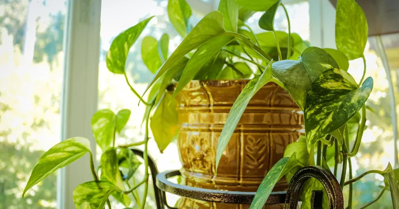 Que planter dans un carré potager de balcon ?